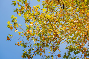 Yellow maple leaves in autumn season with blue sky background. Autumn tree branches of maple with leaves. Autumn background