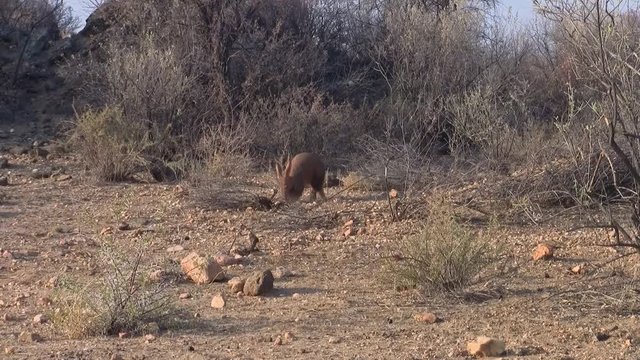 Aardvark or Ant-Eater Digging and Walking in Dry Kalahari Savanna, Namibia, Horizontal Pan
