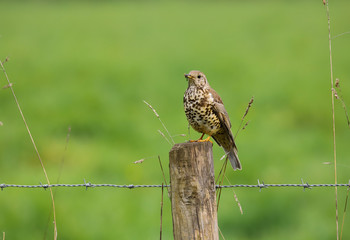 Mistle Thrush (Turdus viscivorus) bird perched on a fence post at the edge of a field with a mouthful of insects.  Taken at Forest Farm Nature Reserve, Cardiff, South Wales, UK