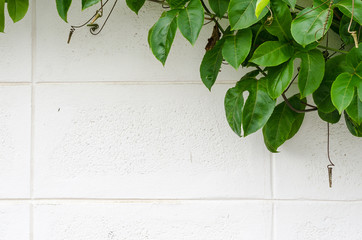 Green leaves plant on white wall with copy space for background , texture , copy text.