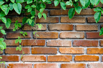 Green leaves plant on old brick wall with copy space for background , texture , copy text.