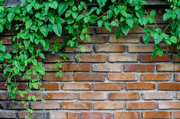 Green leaves plant on old brick wall with copy space for background , texture , copy text.