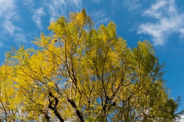 automne jaune