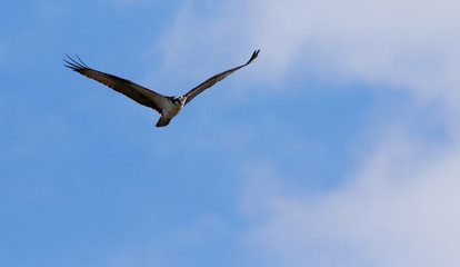 balbuzard pêcheur