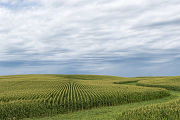 A green field of corn in eastern Iowa on a summer day.