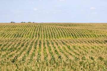 Fototapeta na wymiar A green field of corn in eastern Iowa on a summer day.