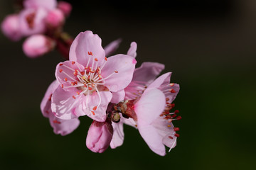 Fototapeta premium Fleurs