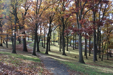 Cement pathway through a wooded park with leaves falling