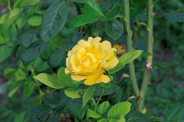 yellow rose flower on a natural rose bush