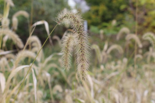 closeup of cats tail plant