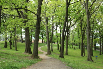 Fototapeta premium Cement pathway through a wooded park 