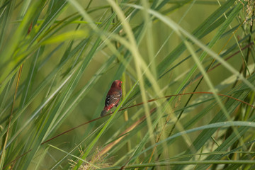 Red munia