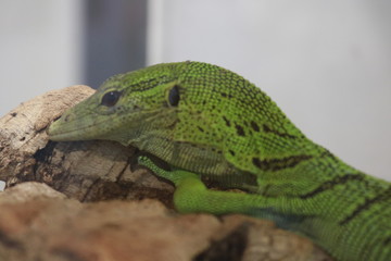 green lizard on the tree