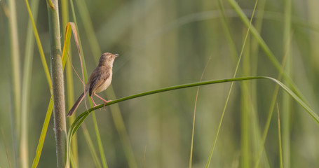 prinia