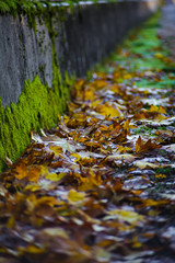 Golden Brown Autumn Leaf On The Ground By a Green Moss Bridge, A Pacific Northwest Fall Season Scenery, Washington, United States