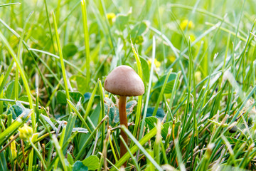 Super close up macro shot of a mushroom in grass