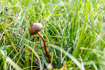 Super close up macro shot of a mushroom in grass
