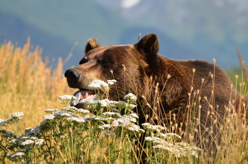Brown or grizzly bear surrounded by beautiful Alaskan mountains