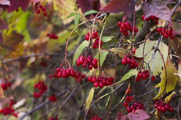 Red viburnum berries on a tree in autumn.