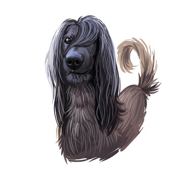 Taigan Kyrgyzdyn Taighany Kyrgyzskaya Borzaya Taigan in Russian sighthound breed. Digital art. Animal watercolor portrait closeup isolated muzzle pet, canine hand drawn clipart, animalistic drawing.