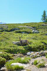 Alpine Ibex on a hill in the French Alps close to Chamonix-Mont-Blanc. Wild goat, mountain goat....