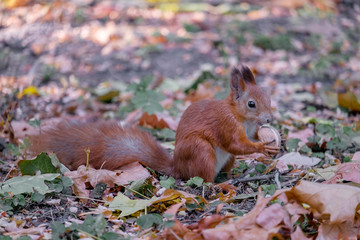 squirrel and nut