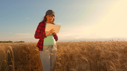 Naklejka na ściany i meble businesswoman with a tablet studies wheat crop in field. Farmer woman works with tablet in a wheat field, plans a grain crop. business woman in field of planning her income. agriculture concept.