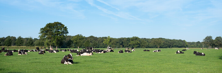black and white holstein cows in meadow with trees in province of utrecht in the netherlands
