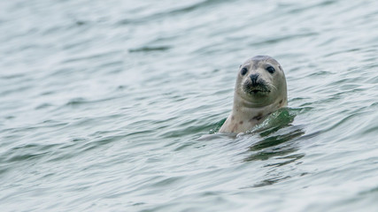 A Seals in the water near by the beach of the Island Düne in Germany.