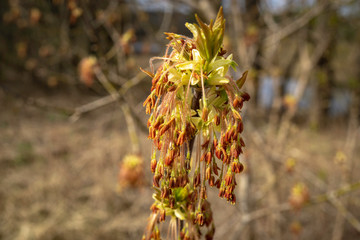 maple flower