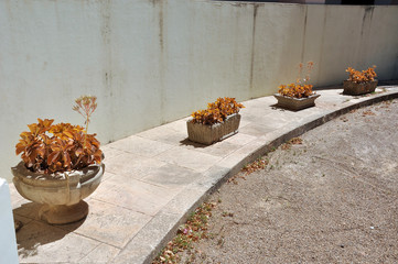 brown plants