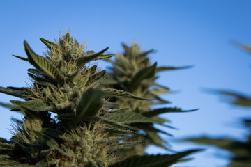 Cannabis Flower in Garden