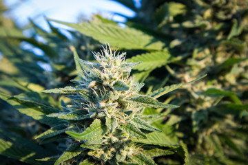 Cannabis Flower in Garden