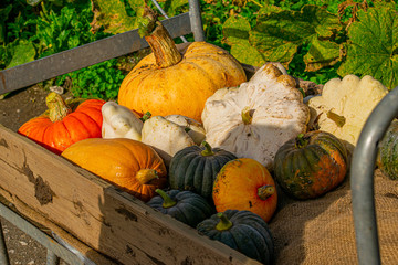 Squashes and pumpkins harvested ready to eat