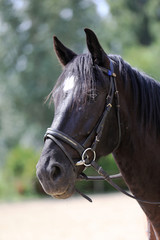 Head shot of a purebred saddle horse against green natural background
