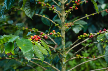 Coffee plants. Branches with coffee beans.