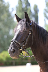 Head shot of a purebred saddle horse against green natural background