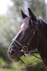 Head shot of a purebred saddle horse against green natural background