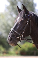 Obraz premium Head shot of a purebred saddle horse against green natural background