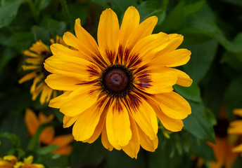 Black eyed Susan close up