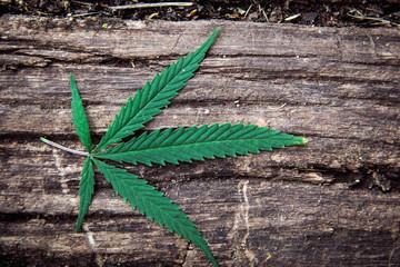 Marijuana leaf, cannabis on an old naturally aged wood background. Healthcare,homeopathy and natural ingridients