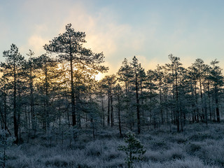autumn landscape with swamp pines, cold autumn morning, frost