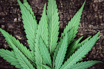 Back side of Marijuana leaves texture, cannabis on an old naturally aged wood background.