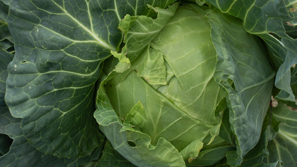 Obraz premium Head of green cabbage with leaves close-up.