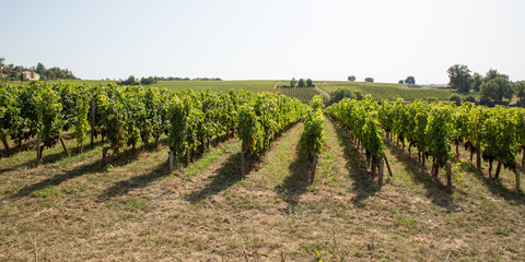 Fototapeta na wymiar Vine in Medoc region close to Bordeaux vineyard in web banner template header