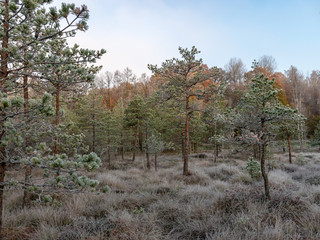 autumn landscape with swamp pines, cold autumn morning, frost