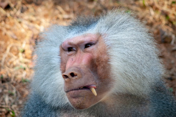 expressive baboon with grey hair