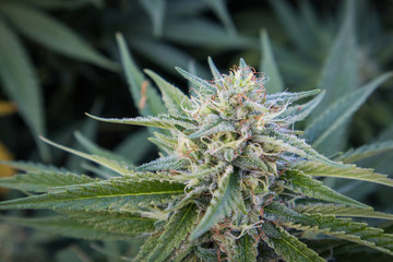 Cannabis Flower in Garden