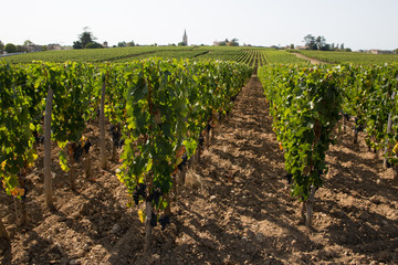 Fototapeta na wymiar French vineyard in Medoc Bordeaux grape wine farming summer day