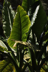 Big green leaves